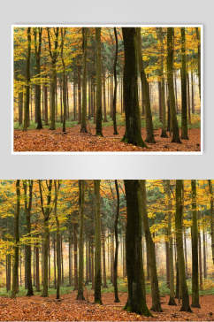 秋天落叶风景图片两联森林林木生长摄影图