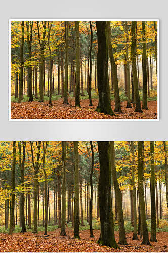 秋天落叶风景图片两联森林林木生长摄影图