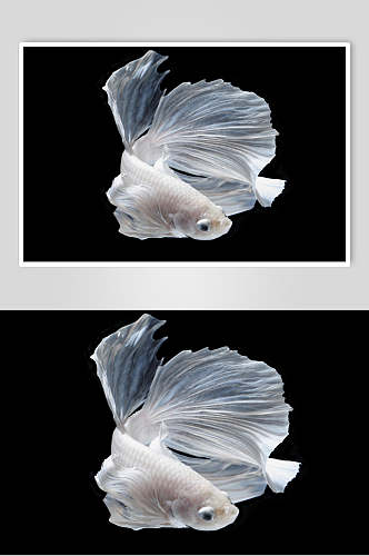 白色斗鱼高清图片