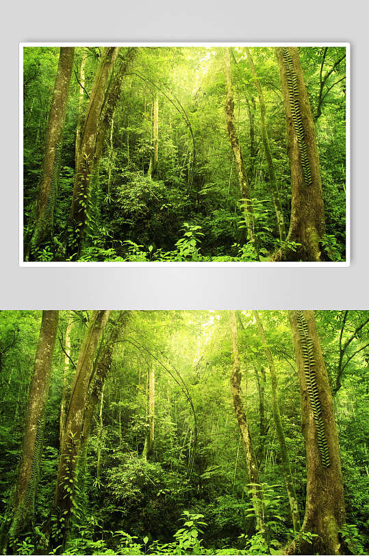 热带植物原始森林图片