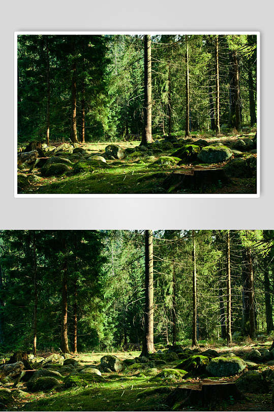 原始森林图片两联墨绿森林摄影视觉