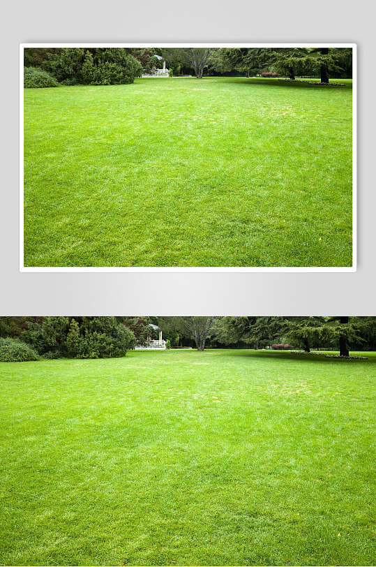 静谧草地草坪图片