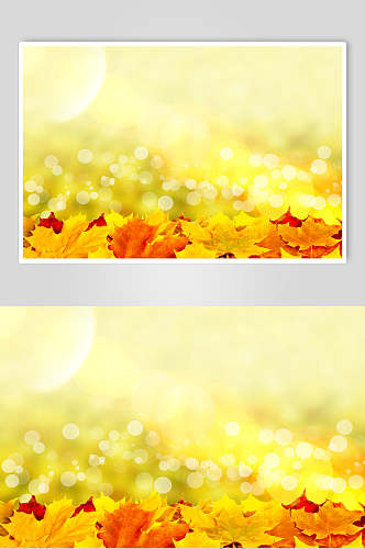 秋天落叶风景图片两联落叶阳光