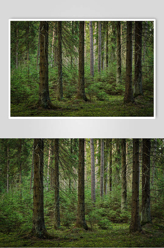 绿野仙踪原始森林图片