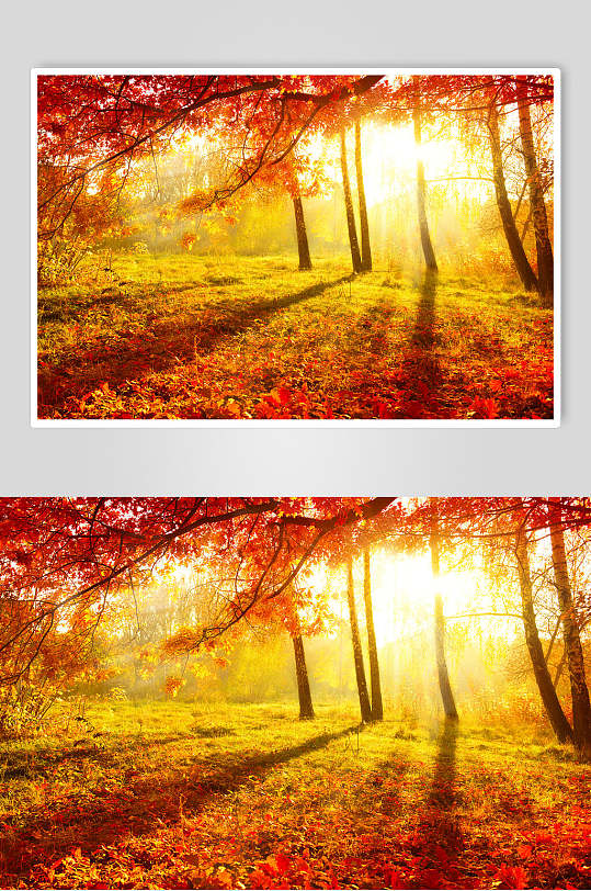 秋天落叶风景图片森林秋色红枫摄影视觉