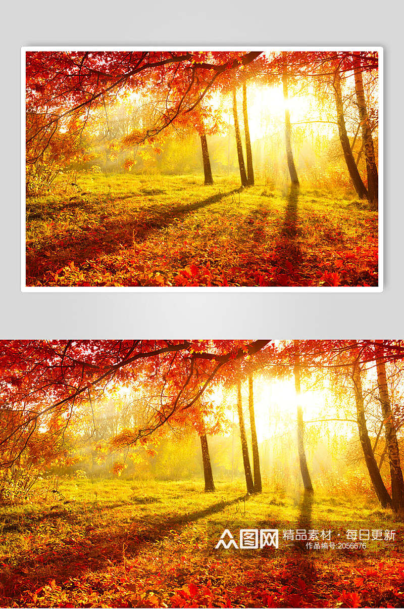 秋天落叶风景图片森林秋色红枫摄影视觉素材