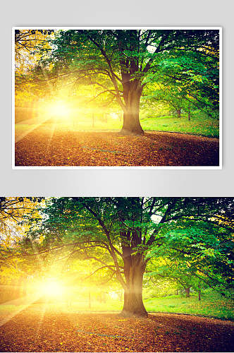秋天落叶风景图片摄影视觉图老树日出