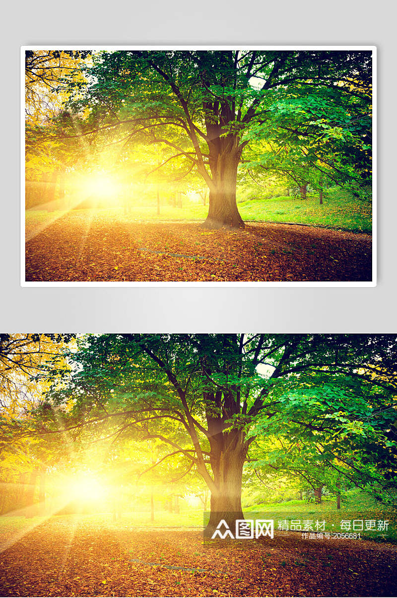 秋天落叶风景图片摄影视觉图老树日出素材