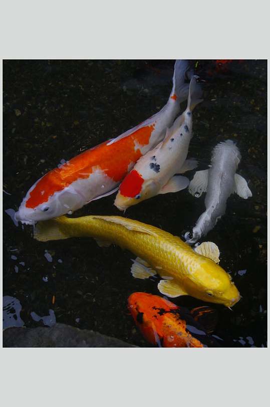 鱼背景图图片-鱼背景图素材-鱼背景图模板大全-众图网