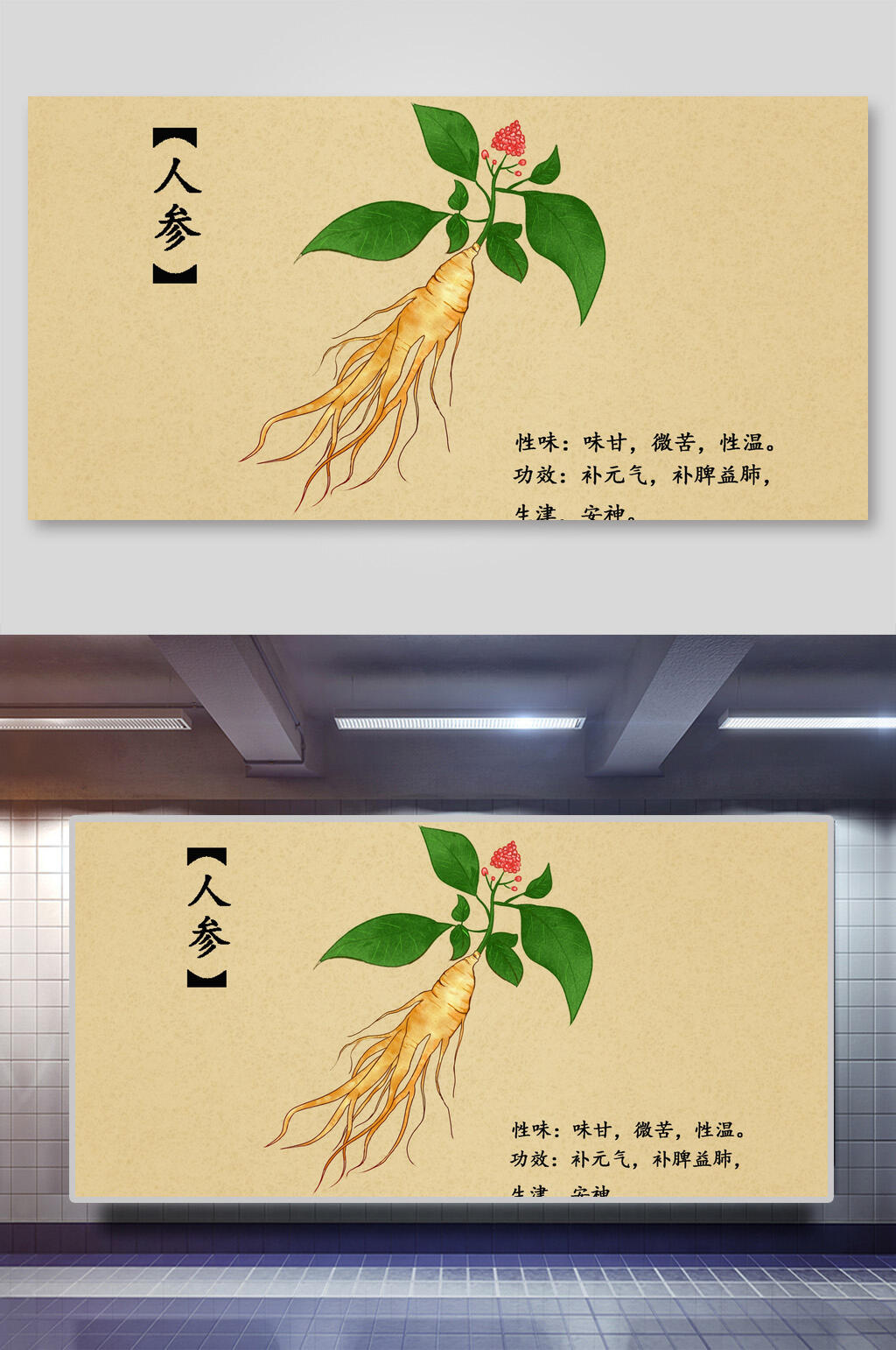 人参本草纲目中草药介绍展板素材