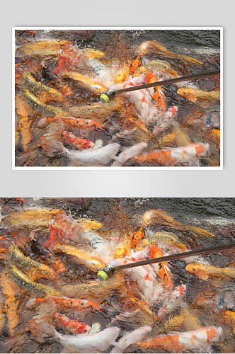 观赏鱼图片鲤鱼喂食抢食特写摄影图