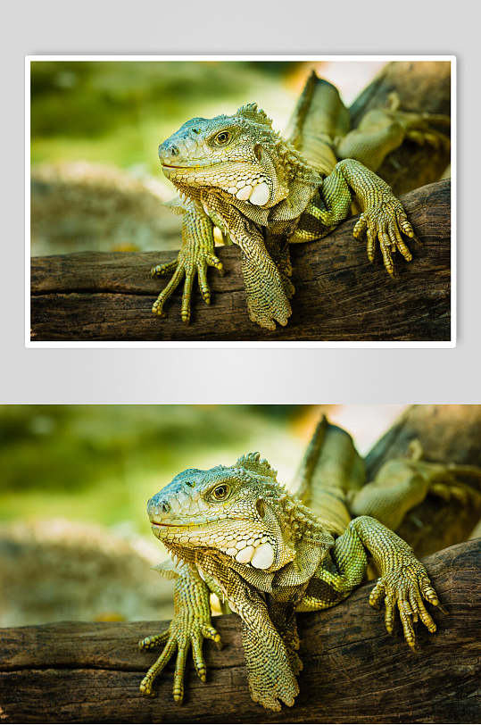 变色龙蜥蜴图片两联爬树的蜥蜴视觉摄影图