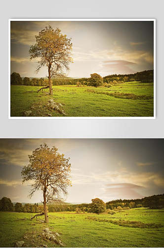 草地天空风景图片两联草原上的一颗树摄影图