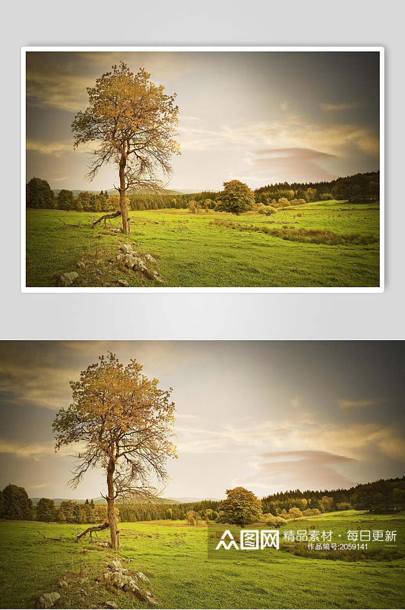 草地天空风景图片两联草原上的一颗树摄影图素材