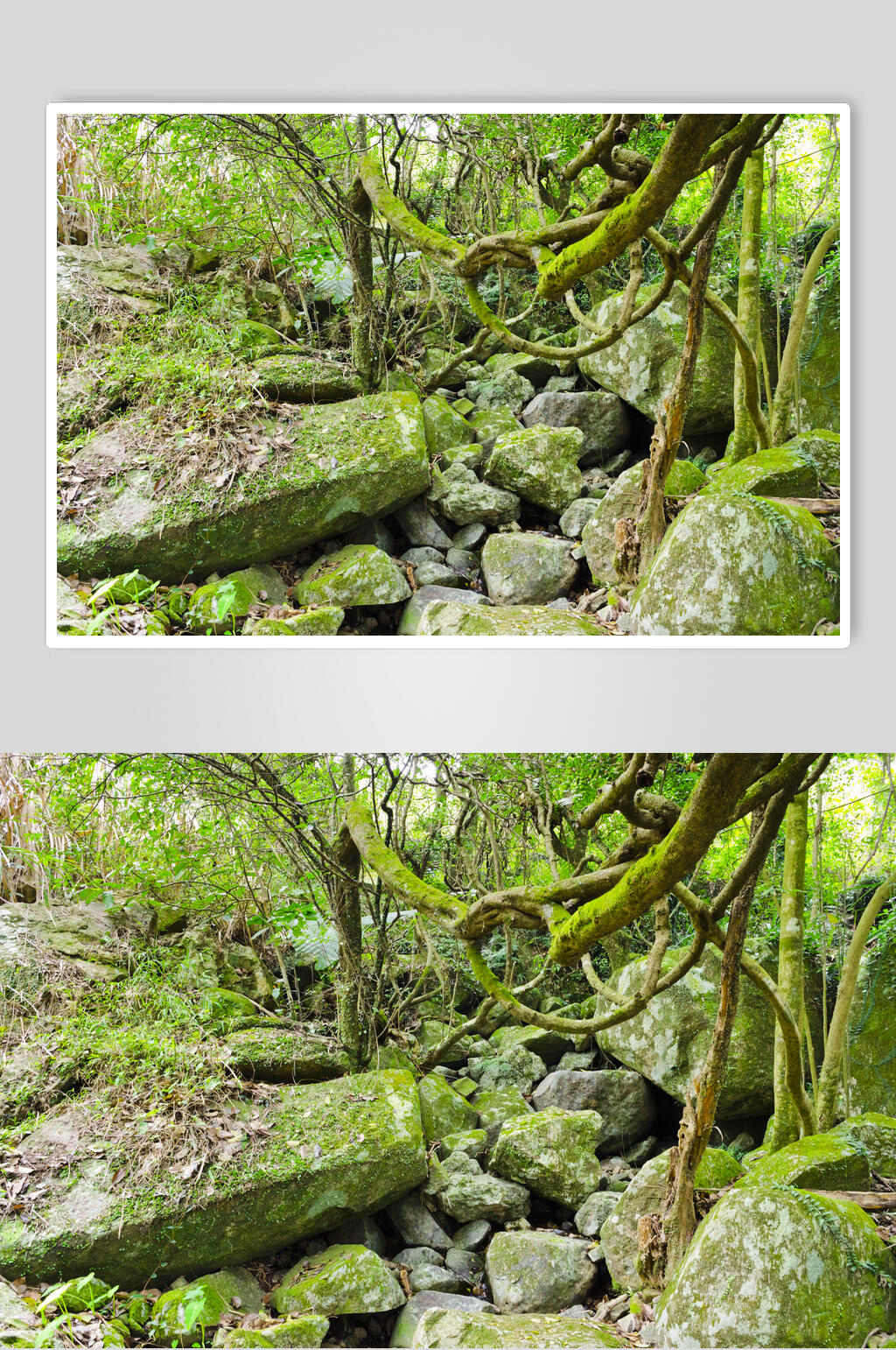 青苔原始森林图片素材