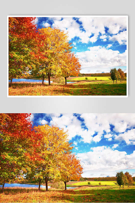 秋天落叶风景图片两联蓝天森林