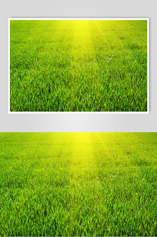 草地草坪图片阳光草地摄影视觉图