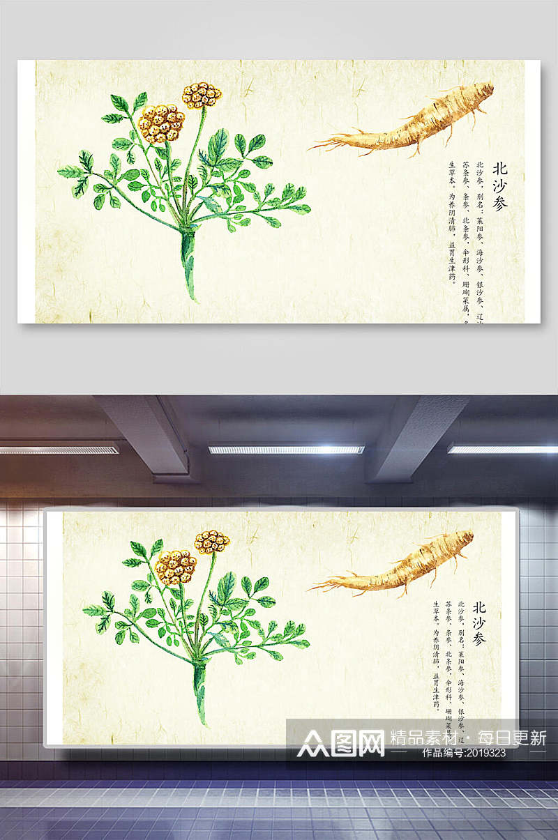 北沙参本草纲目中草药介绍展板素材