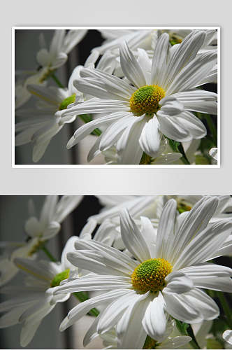 白色花瓣雏菊野菊花图片