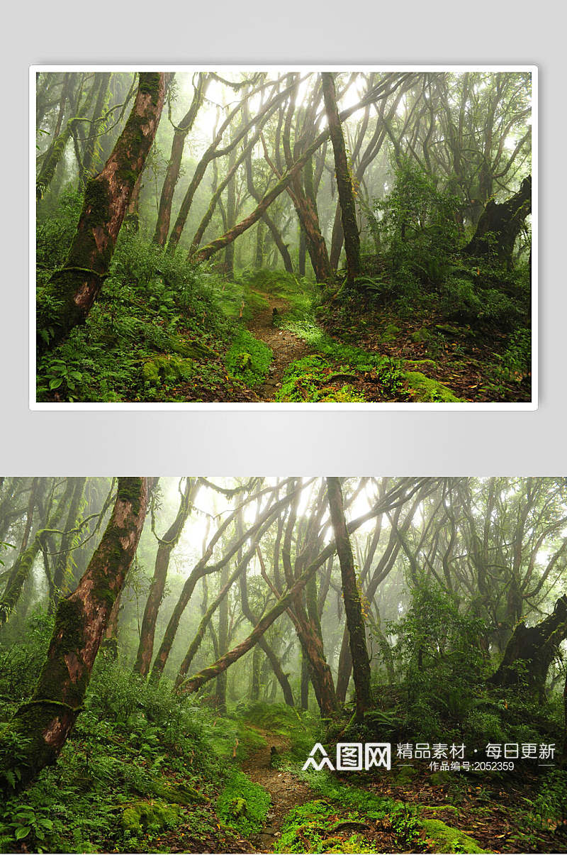 树木原始森林图片素材