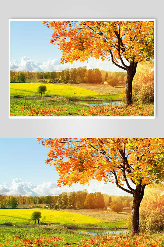 秋天落叶风景图片两联横向草原大树