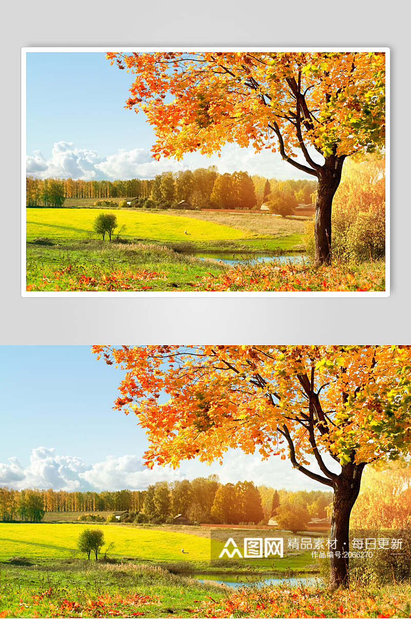 秋天落叶风景图片两联横向草原大树素材