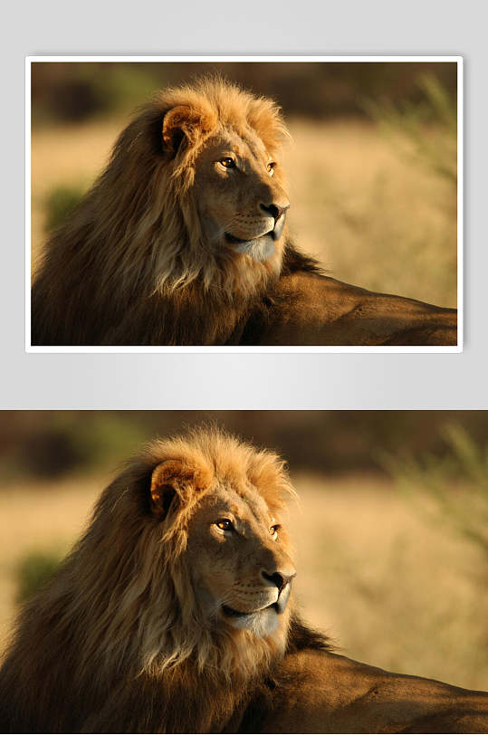 简约大气霸气雄狮图片