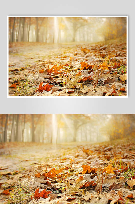 秋天落叶风景图片两联摄影视觉图秋叶