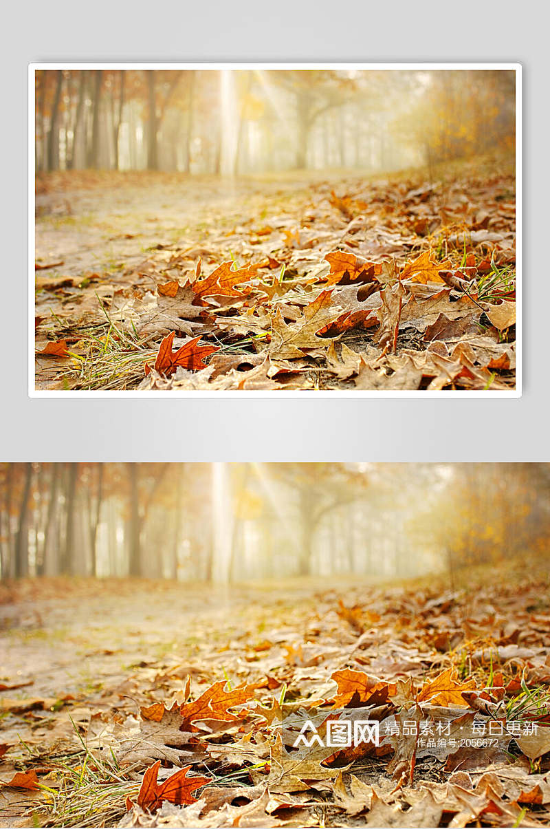 秋天落叶风景图片两联摄影视觉图秋叶素材