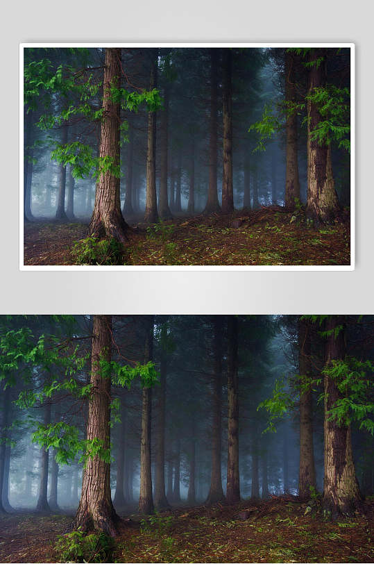 迷雾原始森林图片
