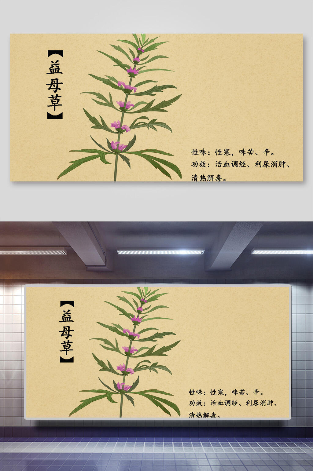 益母草本草纲目中草药介绍展板素材