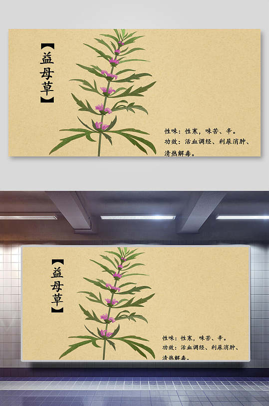 益母草本草纲目中草药介绍展板