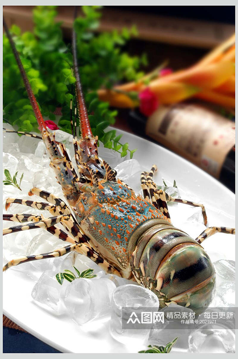 冰镇澳洲龙虾美食摄影图片素材