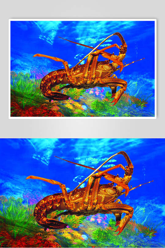活鲜澳洲龙虾美食摄影图片