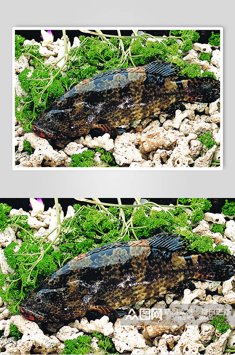 芝麻斑海鲜类生鲜食材摄影视觉图素材