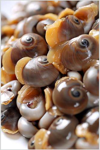 海鲜波螺食品摄影图片