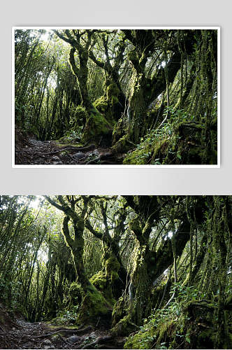原始森林图片两联神秘电影摄影视觉图