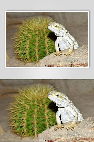 变色龙蜥蜴图片白色蜥蜴和仙人球