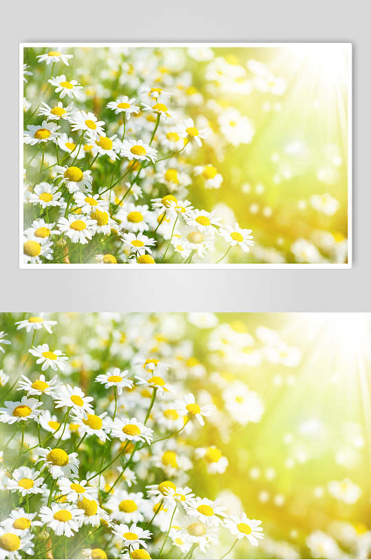 花卉花海雏菊野菊花图片 植物摄影图