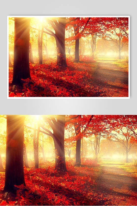 秋天落叶风景图片摄影视觉图红枫森林