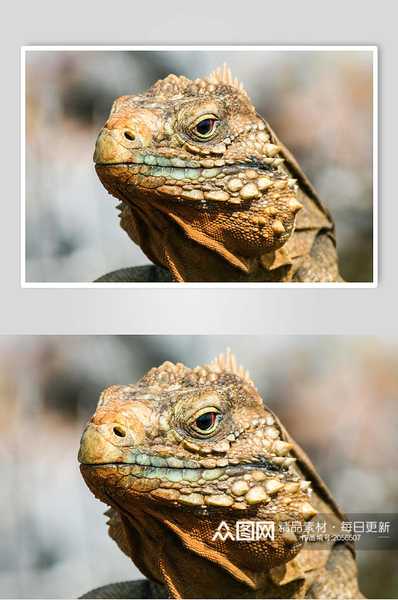 变色龙蜥蜴图片蜥蜴头部特写摄影图素材