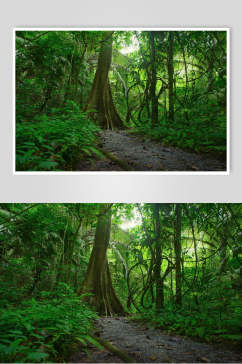 绿色藤蔓原始森林图片