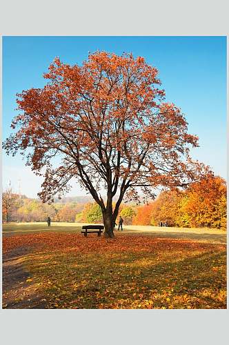 秋天落叶风景图片公园里面的一颗大树