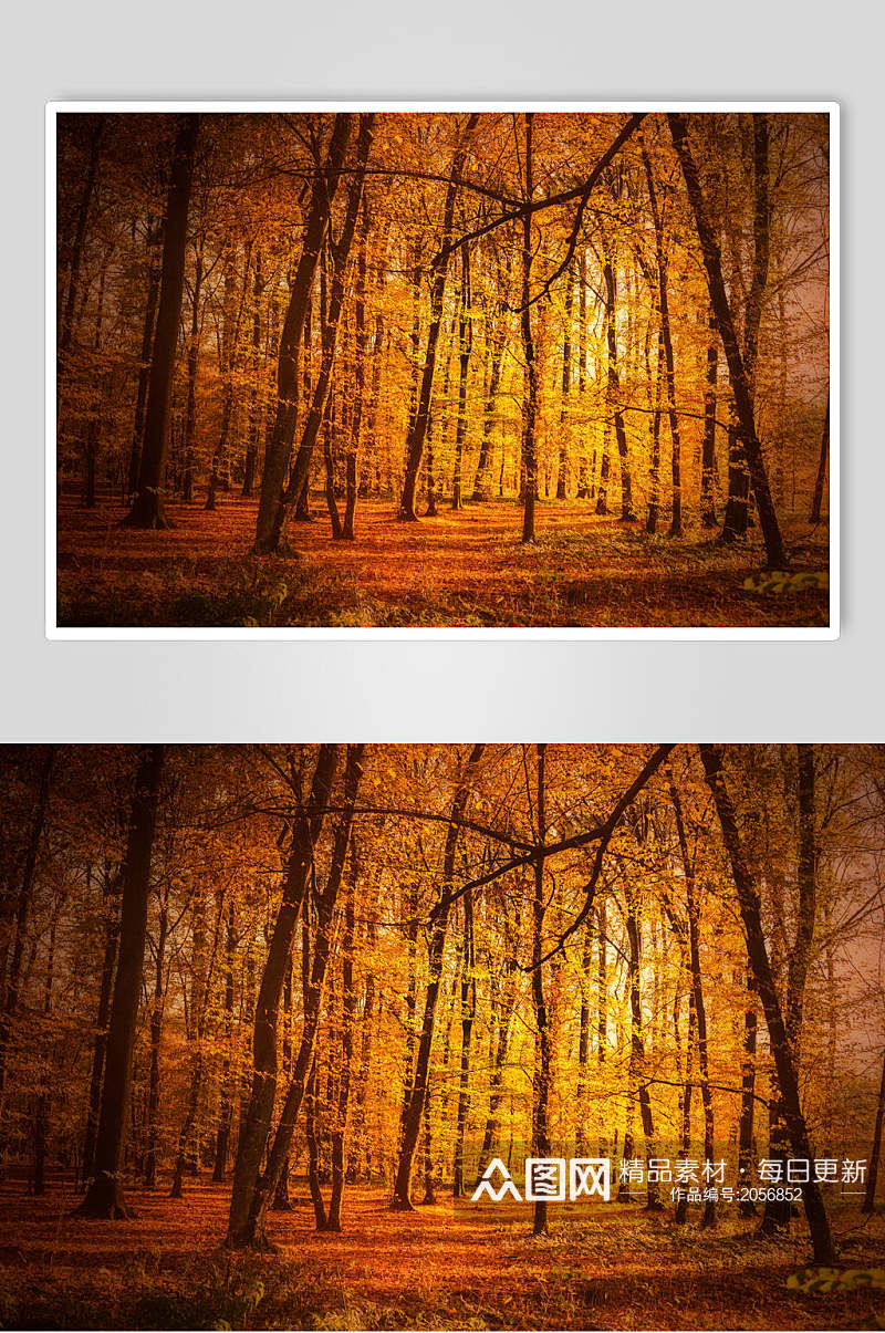 秋天落叶风景图片黄色森林两联摄影视觉图素材