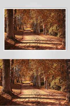 秋天落叶风景图片森林里的大路