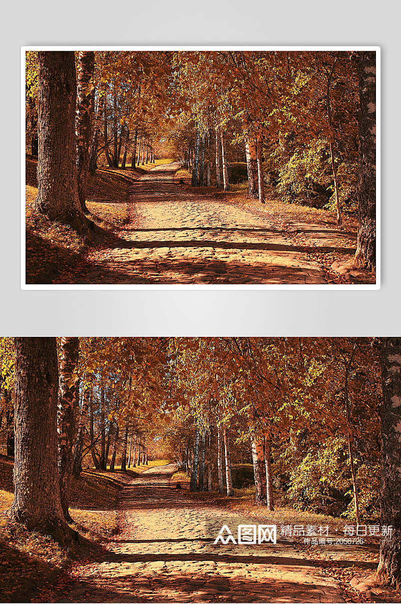 秋天落叶风景图片森林里的大路素材