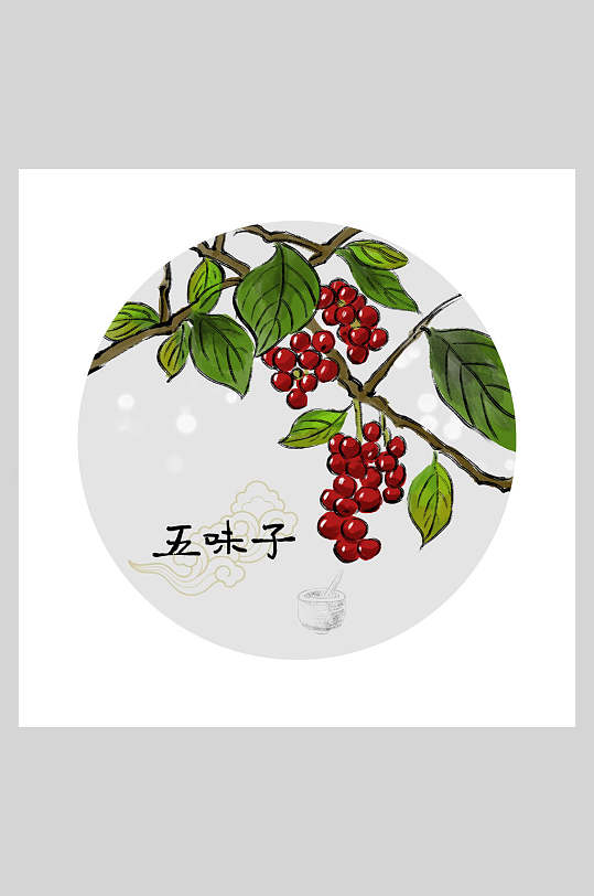 五味子本草纲目中草药插画素材