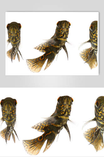 斗鱼图片海鱼生鲜食材摄影图