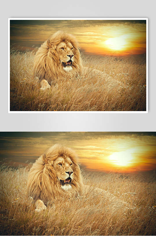 威武雄狮摄影图片