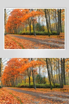 秋天落叶风景图片摄影视觉图两联